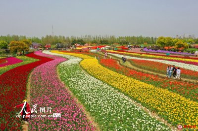 江苏盐城：春日花海