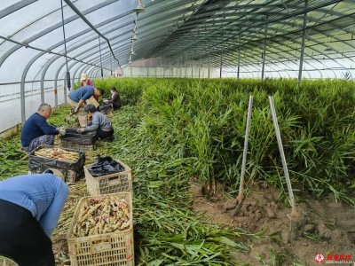 ɽ�������ǻ�ũҵ��������ɫ��ҵ�¸�·